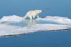 Norway, Svalbard. Polar bear on ice floe in Arctic Ocean. Coastal Print